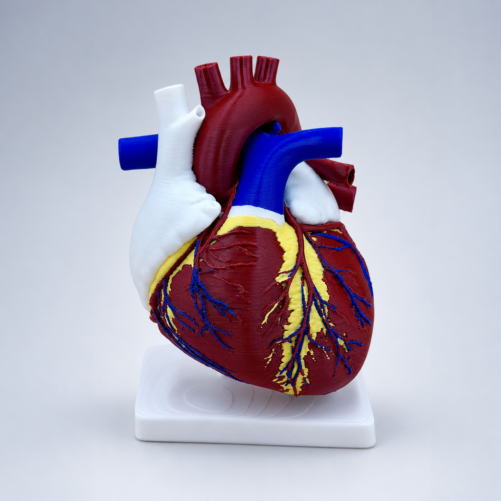 Heart of Life – anatomisches Herzmodell mit Standfuß FehnFactory