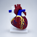 Heart of Life – anatomisches Herzmodell mit Standfuß FehnFactory