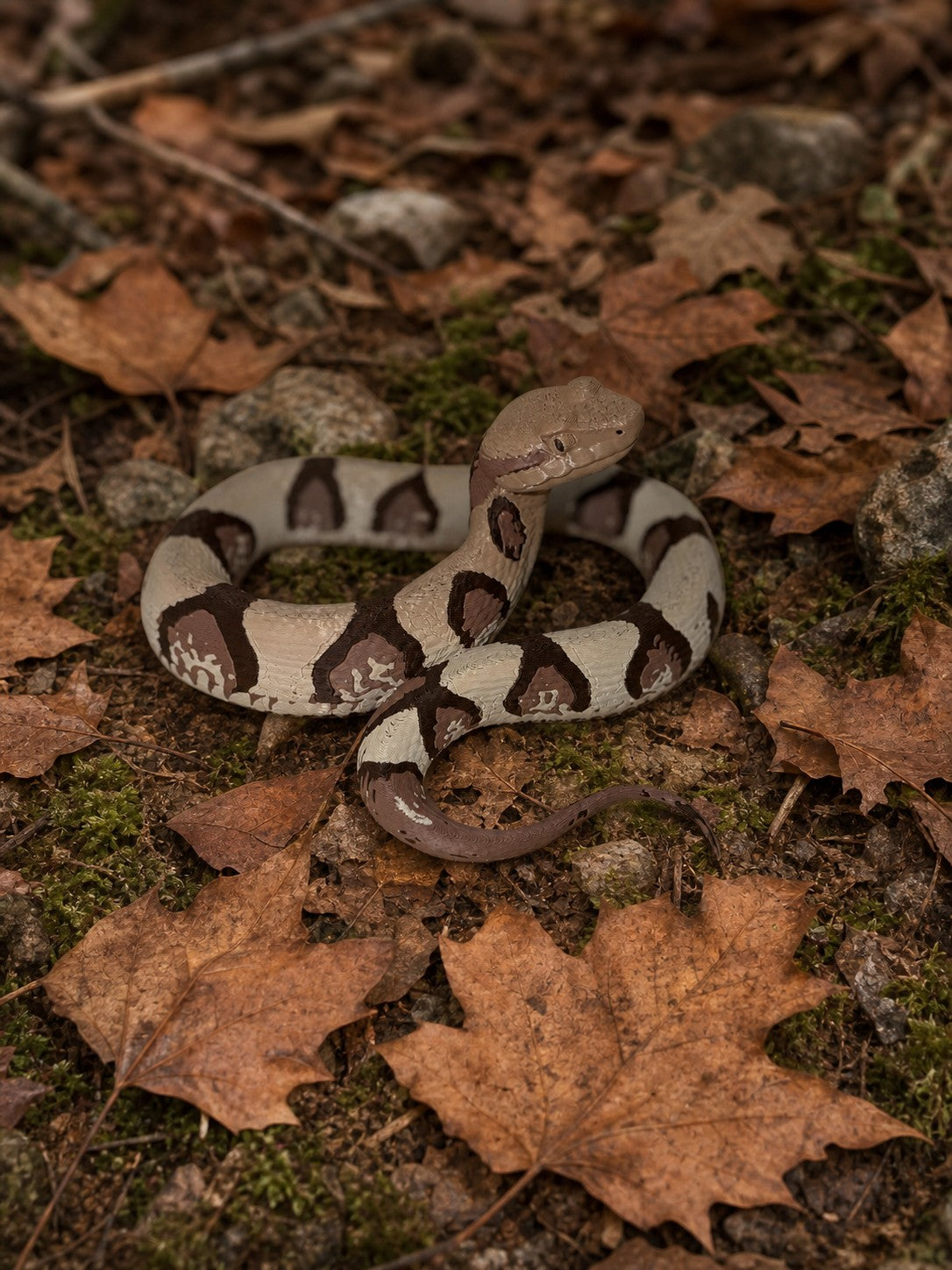 Copperhead Snake – Kupferkopfschlange FehnFactory