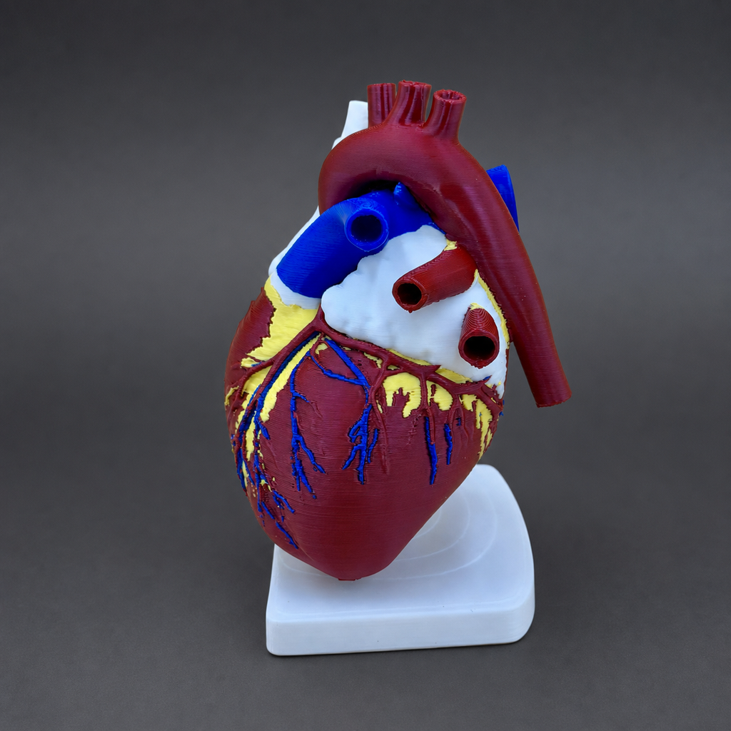 Heart of Life – anatomisches Herzmodell mit Standfuß FehnFactory