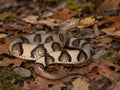 Copperhead Snake – Kupferkopfschlange FehnFactory