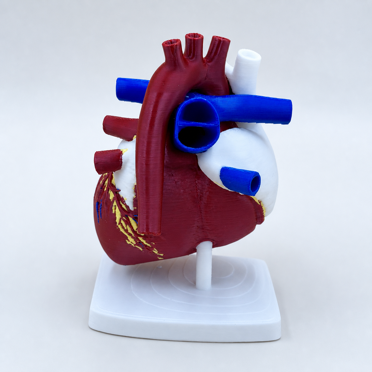 Heart of Life – anatomisches Herzmodell mit Standfuß FehnFactory
