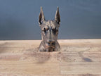 Deutsche-Dogge-Büste (kupierte Ohren) / Realistic Great Dane Bust – Handbemalt & Detailliert