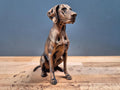 Deutsch Kurzhaar – athletische sitzende Hundefigur | Jagdhund, Pointer | 19 Farben & 3 Größen | Made in Germany