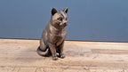 American Shorthair – detailreiche sitzende Katzenfigur | 19 Farben & 3 Größen | Made in Germany