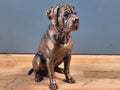 Cane Corso – detailreiche sitzende Hundefigur | 19 Farben & 3 Größen | Made in Germany