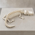 Flexi-Krokodil-Skelett – bewegliche Knochenfigur | 5 Größen & 7 Farben | Made in Germany FehnFactory