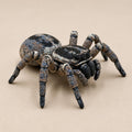 Siebenbeinige Springspinne – Asymmetrische Spinnenfigur | Made in Germany FehnFactory