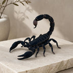 Midnight Stalker – Skorpion in Abwehrhaltung | Made in Germany FehnFactory
